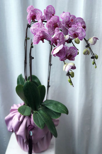 24CNY08 - Potted Phalaenopsis